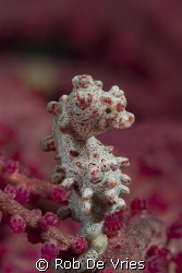 Bargabanti Pigmee seahorse, size +/- 1,5 cm. Picture take... by Rob De Vries 